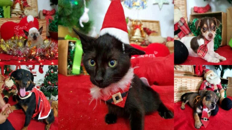 ‘Alerta de fofura’: pets para adoção participam de ensaio fotográfico de Natal; veja fotos