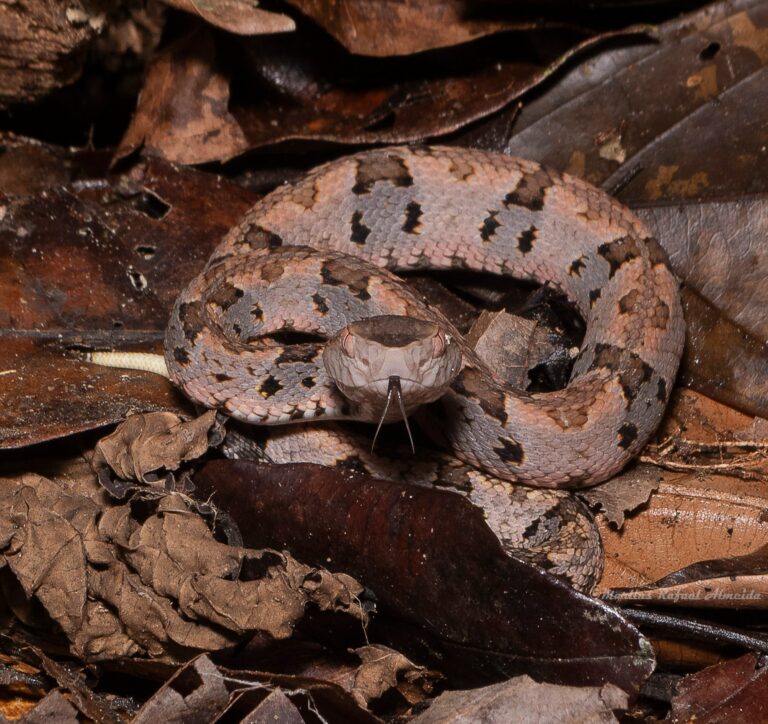 Jararaca-vermelha encontrada em floresta no Acre