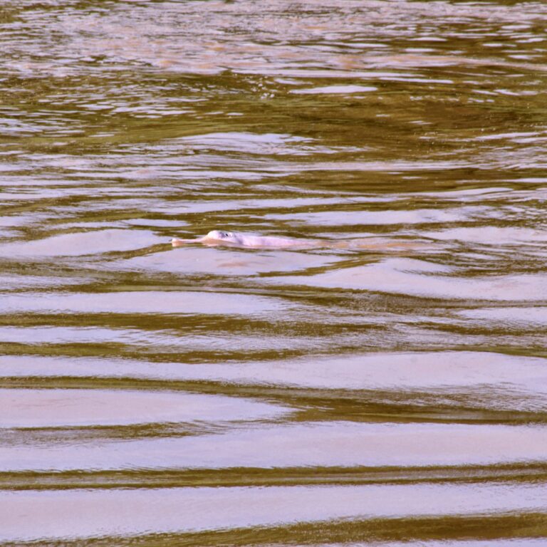 Botos-cor-de-rosa na curva do antigo Seringal Empreza, no centro histórico de Rio Branco
