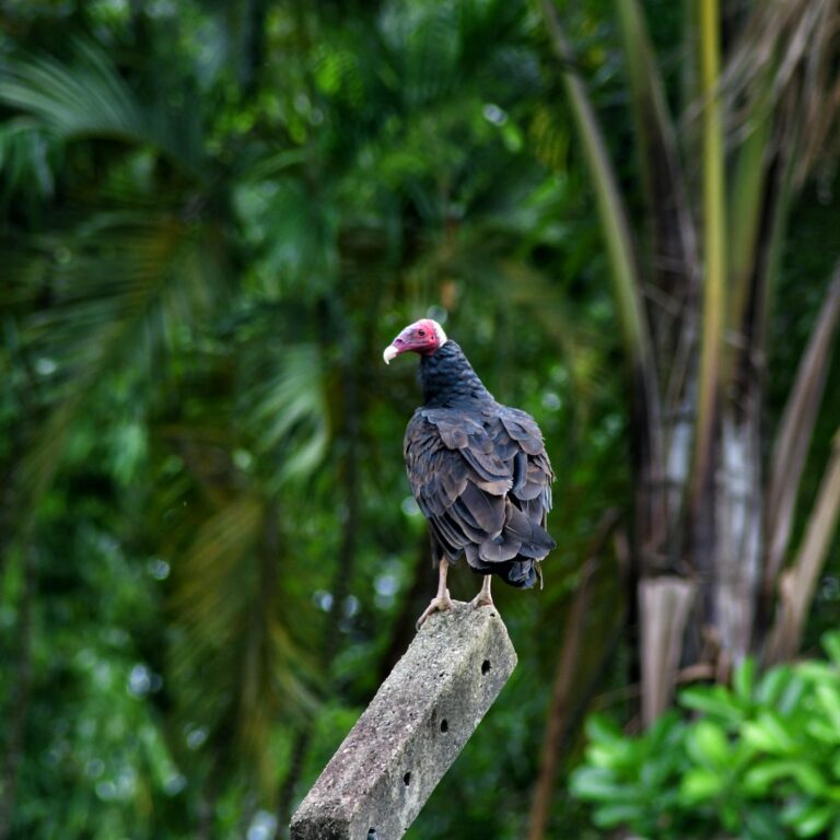 Urubu-de-cabeça vermelha fotografado no AC