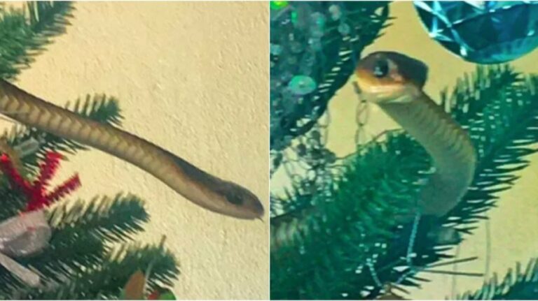 Família flagra cobra venenosa escondida em árvore de Natal; veja vídeo