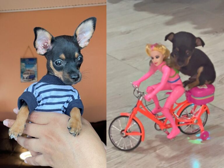 Pinscher acreano com milhões de visualizações vira sucesso na web após ‘andar de bike’ com a Barbie