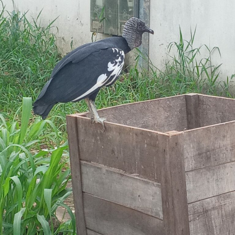 Torcedor do Flamengo fotografa urubu com penas brancas em Sena Madureira