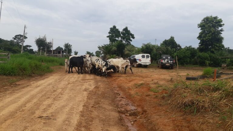 Operação conjunta em Brasileia recupera gado roubado e prende envolvidos em flagrante