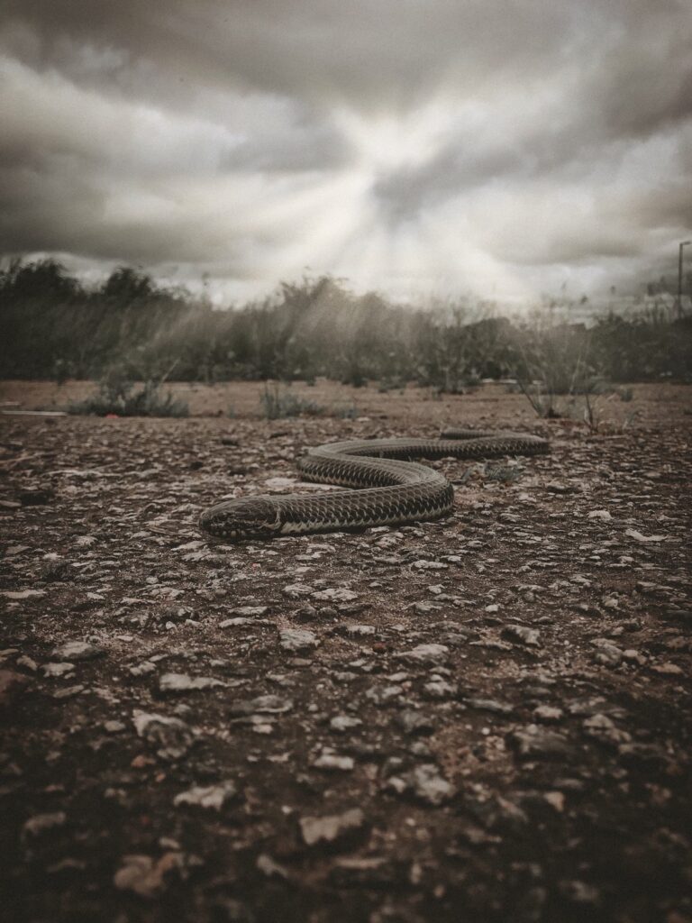 Fotógrafo acreano faz registro surpreendente de cobra-preta na Arena da Floresta
