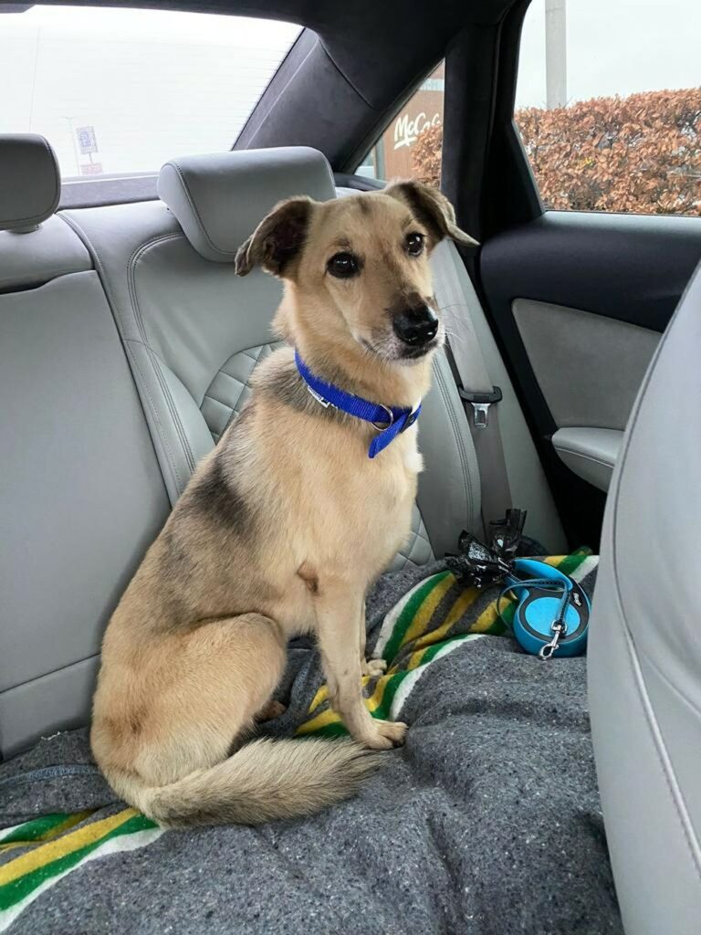 Em Manaus, cachorro resgatado das ruas é adotado por turista e vai morar na Holanda