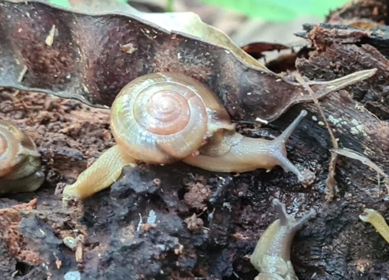 Urgente: caracol indiano que pode causar meningite se espalha pelo Acre, diz pesquisa
