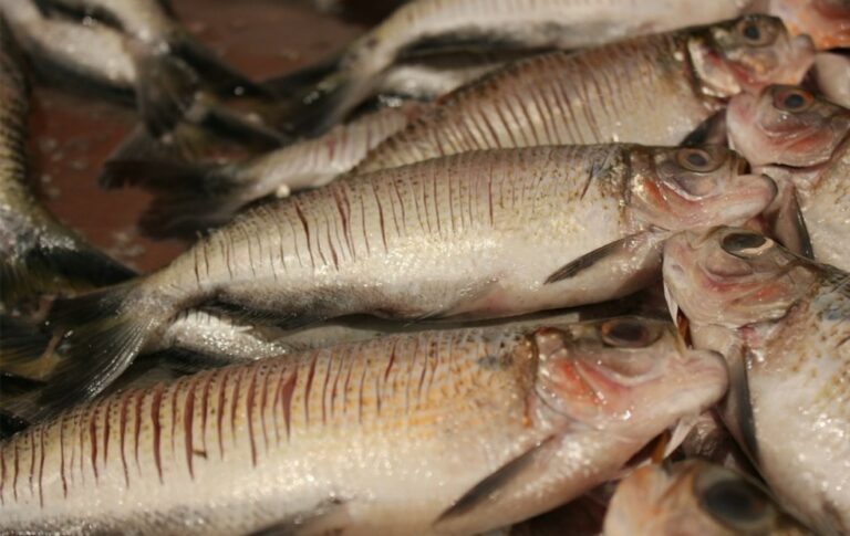 AM registra cinco novos casos suspeitos de ‘doença da urina preta’ nos últimos 14 dias