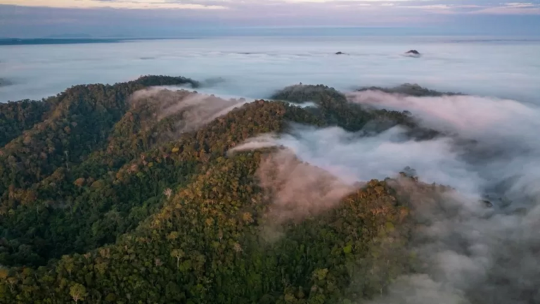 Para proteger índios isolados e tatus canastras, Justiça Federal proíbe início das obras de estrada no Juruá