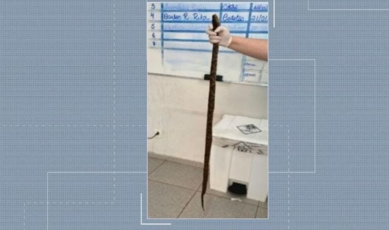 Homem é picado por cobra, mata o animal e o leva a UPA para facilitar atendimento