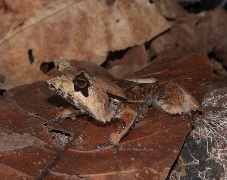 Sapo-de-chifre em floresta no interior do Acre