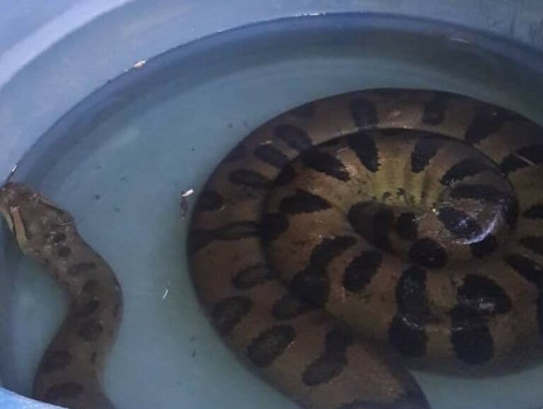 Susto: em Sena, mulher encontra cobra sucuri de mais de dois metros dentro de caixa d’agua