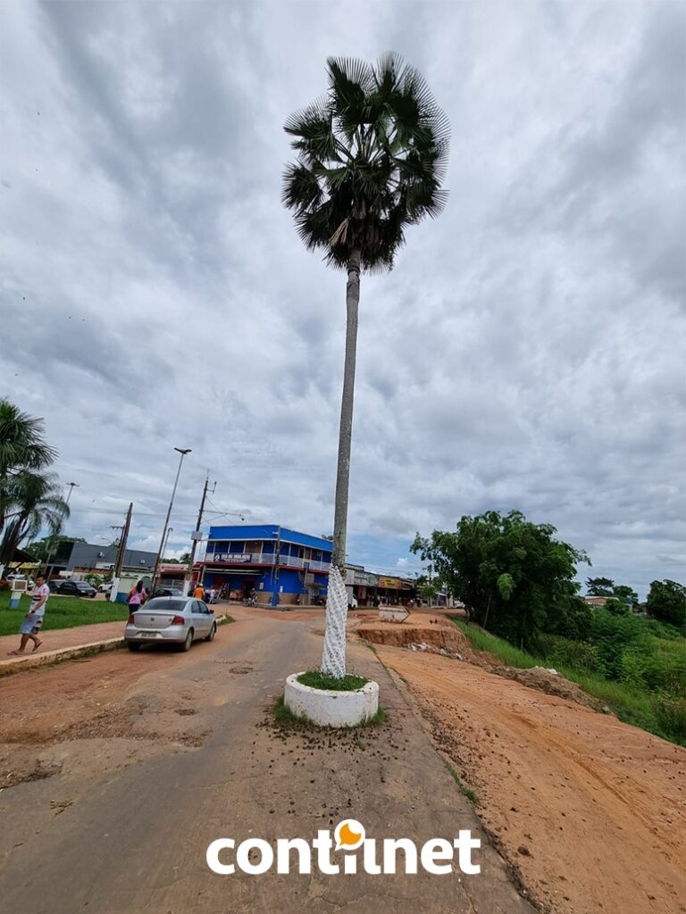 Erosão pode destruir o maior símbolo da história de Sena Madureira, a Carnaubeira: “Lamentável”