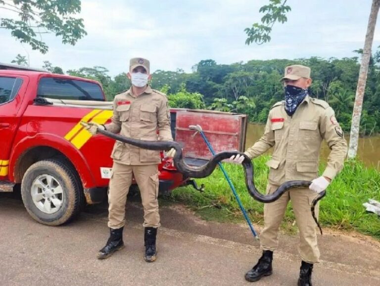 Morador de Sena chama bombeiros após achar sucuri de mais de 2 metros dentro de caixa d’água