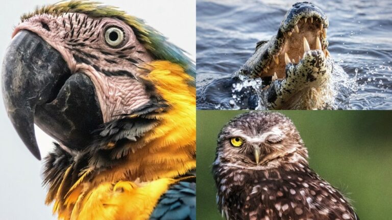 Norte-americano conhece Pantanal e registra flagrantes exclusivos da fauna pantaneira; veja fotos