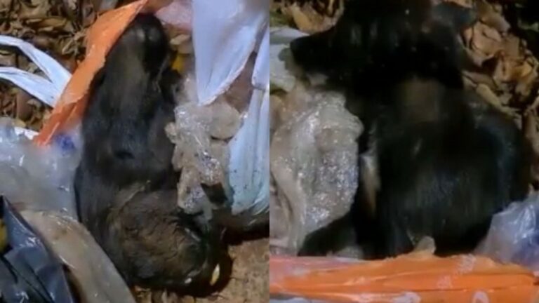 Cadela abandonada dentro de saco plástico é resgatada em estado grave por pedestres; VÍDEO