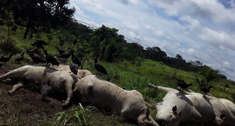 No ramal do Espinhara, divisa com Sena Madureira, fio de alta tensão mata seis animais
