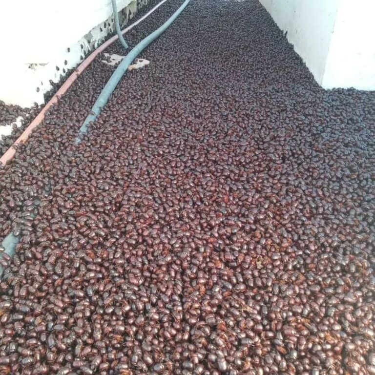 Em meio a onda de calor, cidade argentina é invadida por besouros; FOTOS e VÍDEO