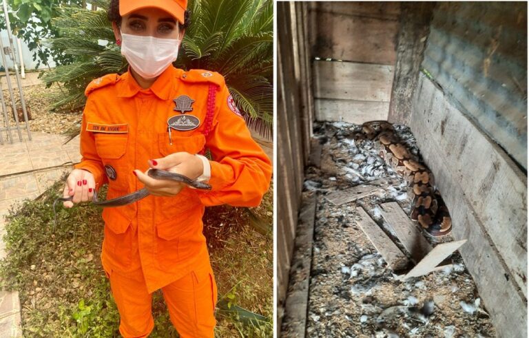 Em menos de um mês, jiboia e cobra preta são encontradas em casas