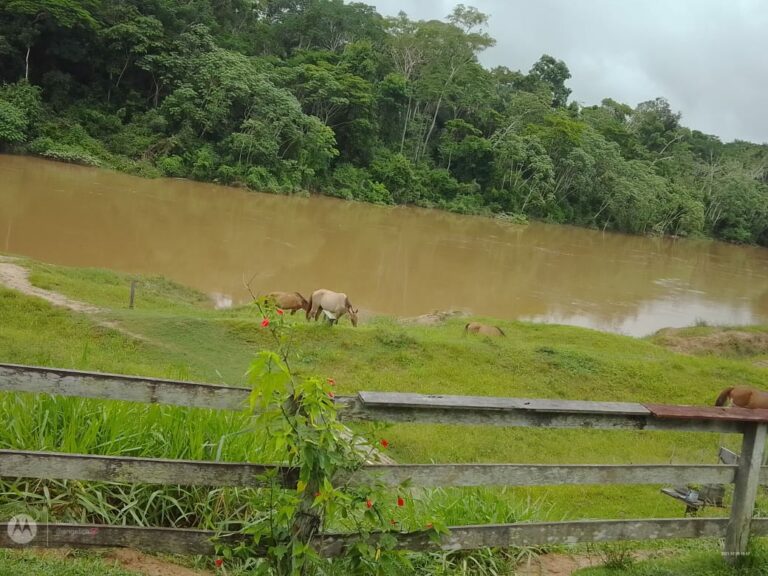 Embarcação naufraga no rio Macauã, em Sena Madureira