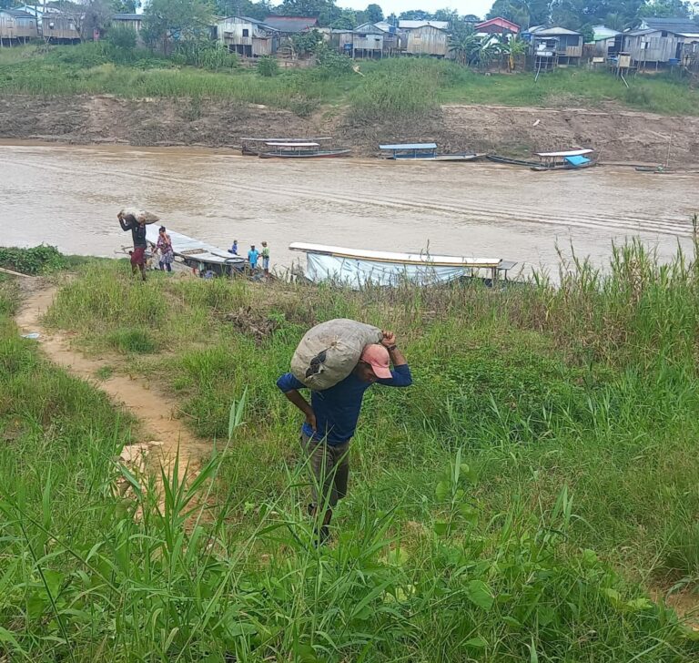 Safra da castanha já começa a movimentar a economia de Sena Madureira