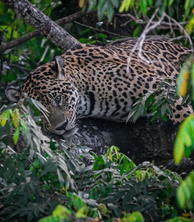 Onça é flagrada por turistas em trilha no Pantanal; veja registros que fizeram sucesso nas redes sociais