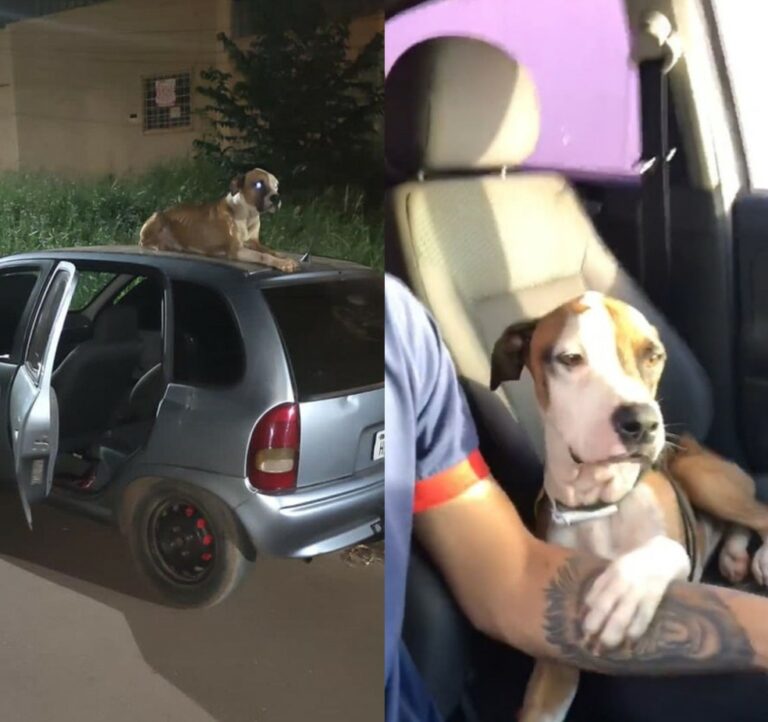 Cão fica de vigia em cima de carro furtado até dono de veículo aparecer: ‘ganhei um companheiro’