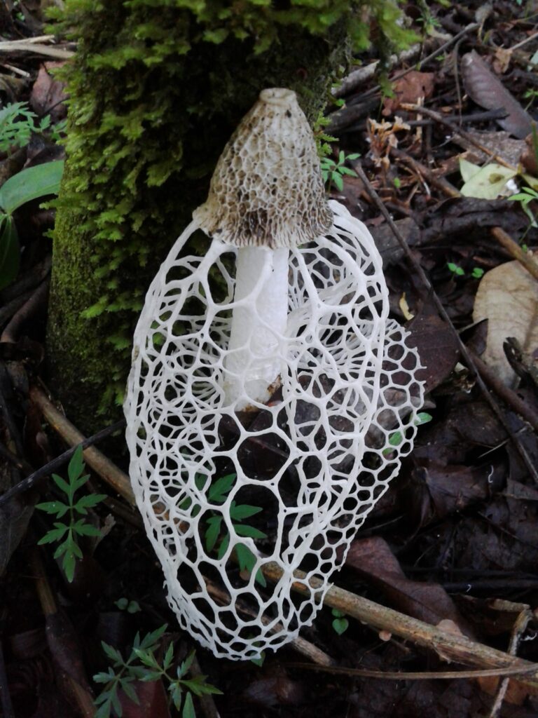 Cogumelo-véu-de-noiva no Acre