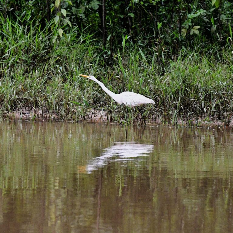 Garça-branca em rio no interior do Acre