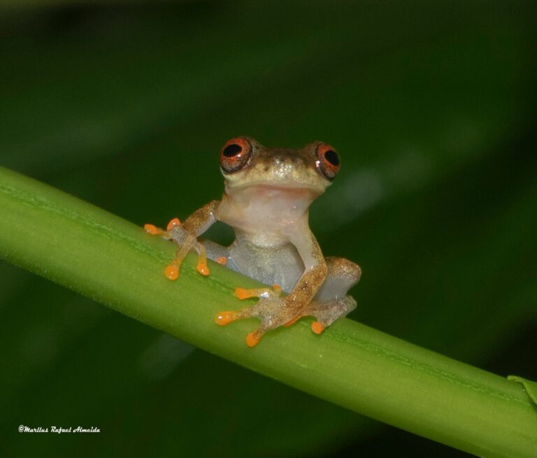 Sapinho em floresta no Acre