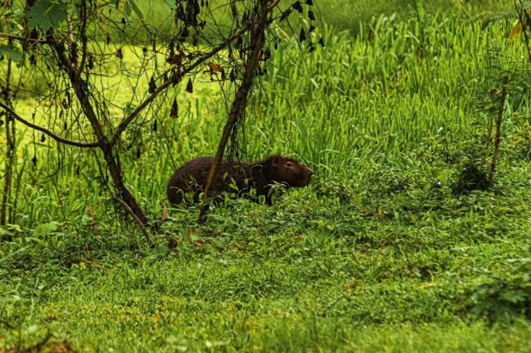 Capirava no ⁣Parque Centenário em Brasileia⁣