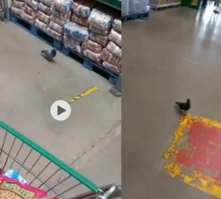 Vídeo: Pombos são filmados andando entre mercadorias de supermercado de Rio Branco
