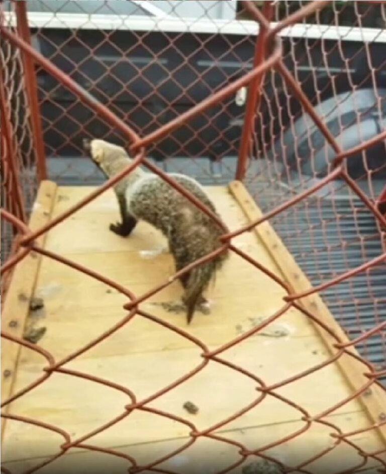 Após chamado de populares, lontra é resgatada por policiais militares no AC