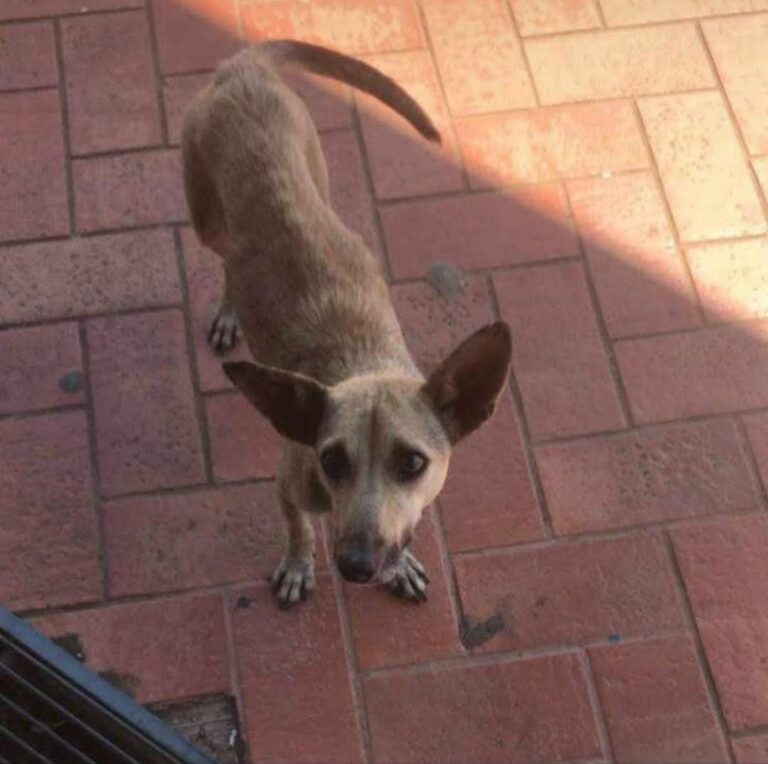 Cadela adotada por policiais militares do Acre faz sucesso na internet; veja!