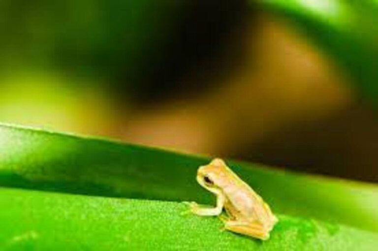 Sapos do Acre que podem contribuir para a produção de remédios estão ameaçados de extinção