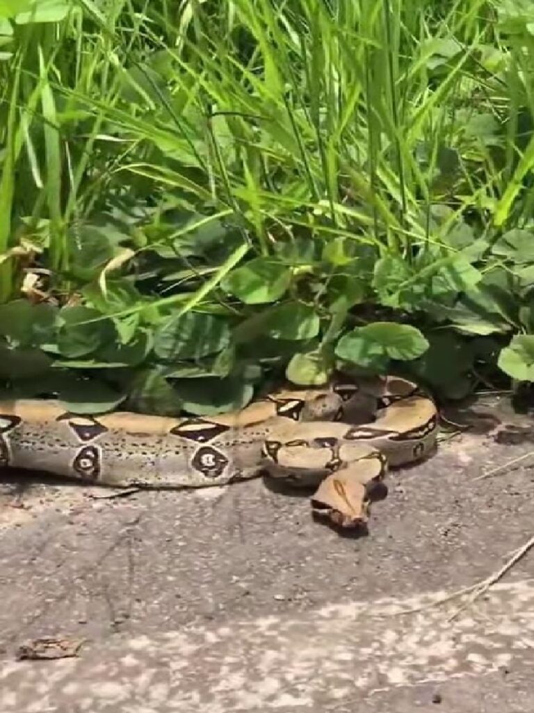 No AC, bombeiros capturam jiboia de três metros que estaria engolindo galinha em residência