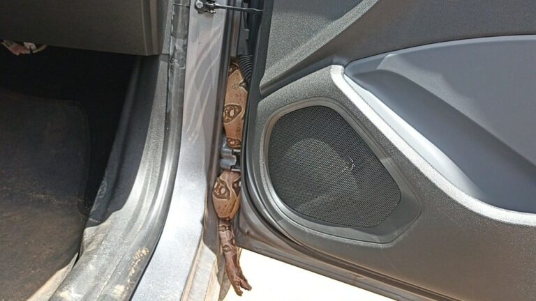 Jiboia é encontrada dentro de viatura da Polícia Civil