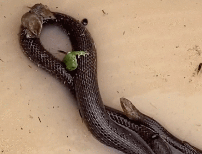 Sapo, rato e besouro pegam “carona” em cobra para se proteger de enchente