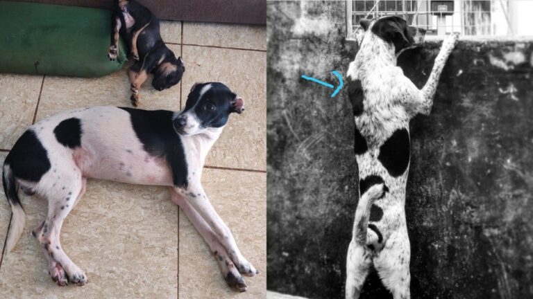 Paolo Bracho: vira-lata é resgatado no lugar de cão desaparecido e engana família por dias