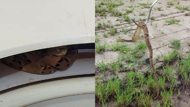 Cobra venenosa é encontrada dentro de máquina de lavar em escola infantil