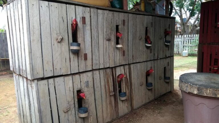 Polícia prende casal por tráfico de drogas e fecha rinha de galos de briga em Acrelândia