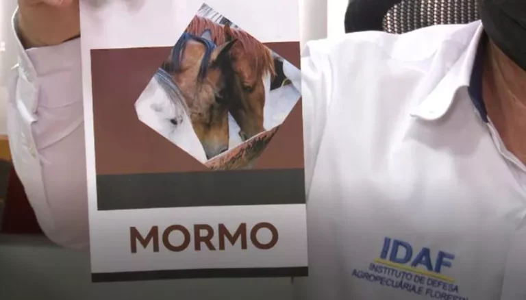 Primeiro caso de mormo é identificado no AC; animal deve ser sacrificado