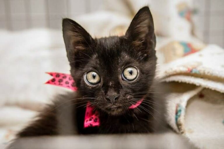 Dia Mundial do Gato: veja 5 cuidados que os tutores devem ter com os felinos