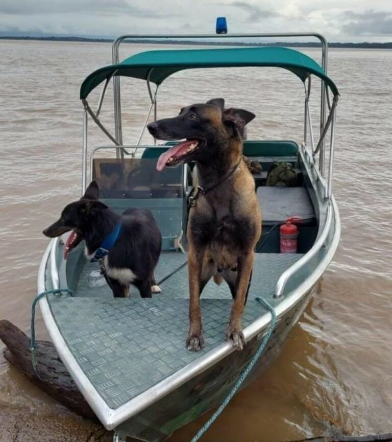 Cadela policial é morta por onça ao tentar defender agentes em acampamento