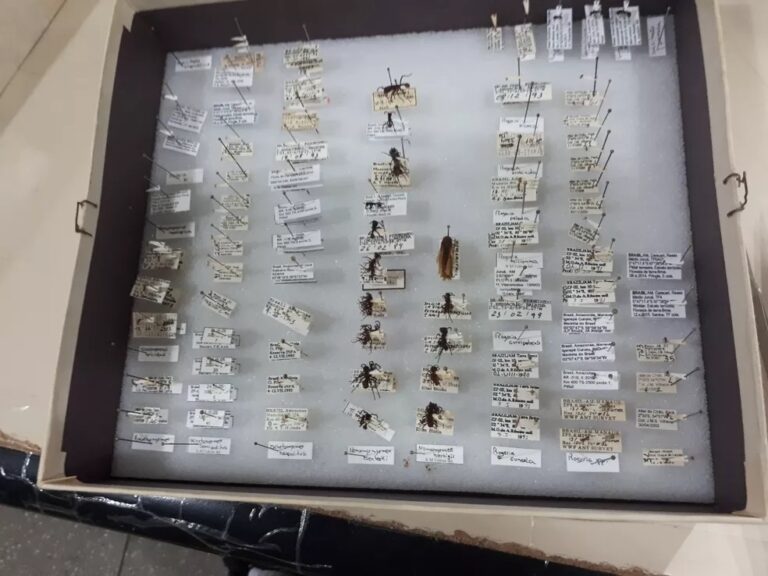 Quase 70 novas espécies de ‘cabas’ e formigas são descobertas na Amazônia