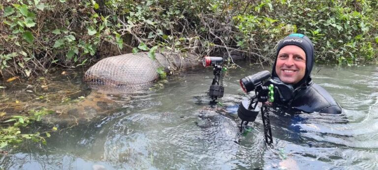 Fotógrafo fica ‘lado a lado’ com sucuri digerindo animal em rio; veja fotos