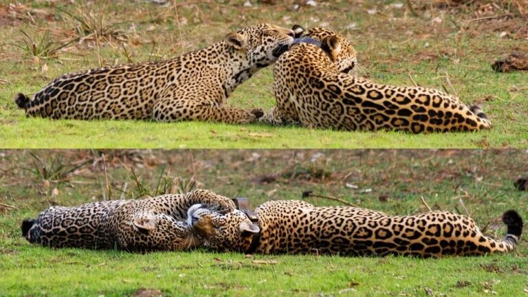 Onças-pintadas mãe e filha são flagradas brincando no Pantanal e viralizam na web; veja vídeo