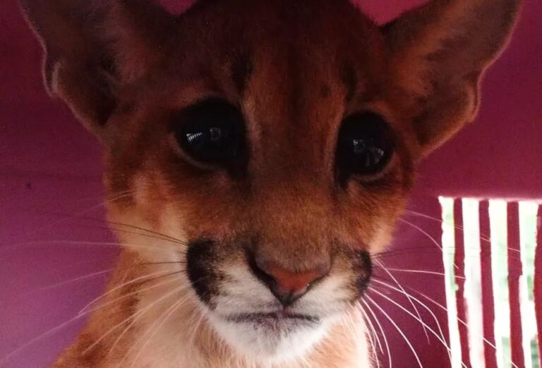 Filhote de onça-parda encontrado dentro de banheiro chega à capital para tratamento