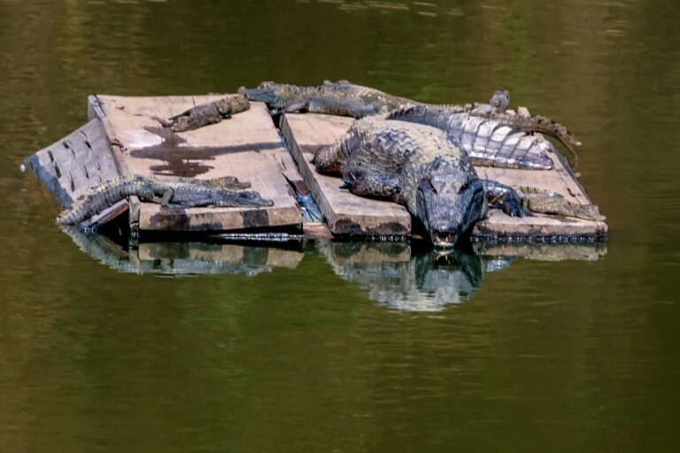 Jacarés tomam banho de sol no Horto Florestal