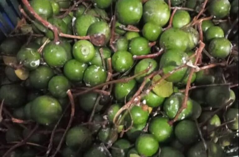 Saiba o que é sorva, fruta ingerida por crianças que ficaram 27 dias desaparecidas em floresta no AM